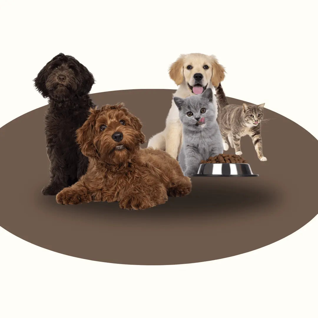 Pet-Supplies-Active Unique